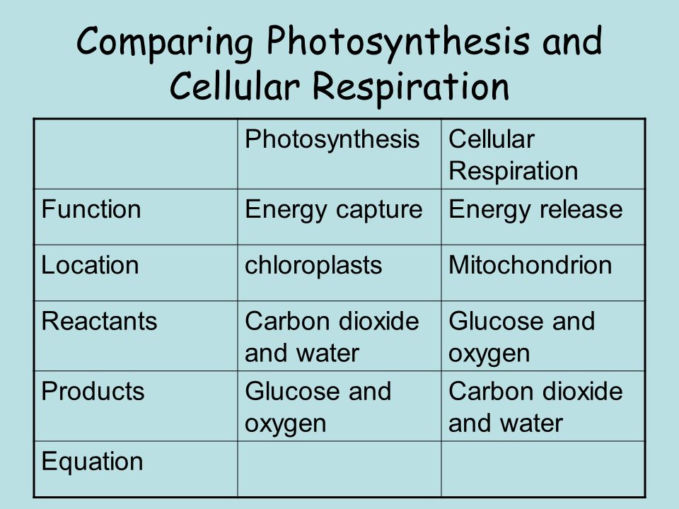 Cellular Photosynthesis and Respiration Essay Sample